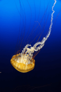 Размытая картинка с медузой